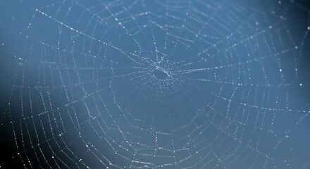 Spiderweb glistening with dew drops against a dreamy blue background showcases nature's delicate beauty