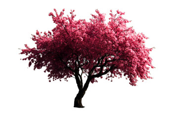 vibrant pink flowering tree with a transparent background in spring