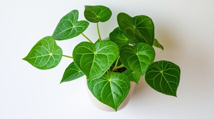 Poster - Anthurium Plant Close Up in Pot from Above on White Background Indoor Houseplant Green Leaf Vein Detail