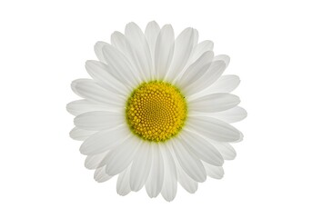 a single daisy flower with white petals and a yellow center on a plain white background in close up 