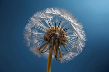 close up of dandelion on the blue background