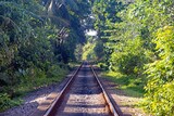 Railway tracks leading into dense green vegetation surrounded by tropical trees no people visible