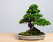 © Patipon - Bonsai tree care workshop urban studio tutorial video indoor setting close-up view nature appreciation