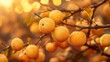 © Juan - Golden berries hanging from tree branch glowing in morning light with soft blur background