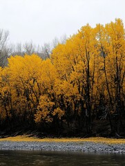 Wall Mural - autumnal riverbank with vibrant yellow trees.