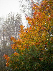 Wall Mural - a tree with bright orange and yellow leaves is the main focus of the image. moody fall or autumn sce