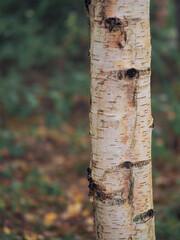 Wall Mural - birch tree in focus, forest in a mist out of focus. calm and relaxing nature scene. fog in a park. n