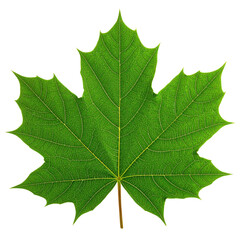 a vibrant green maple leaf with detailed veins and pointed lobes.