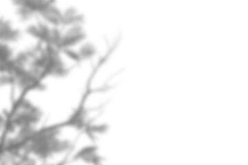 Fototapete - Leaf shadow overlay effect mock up creates natural and soft atmosphere perfect for design presentations or background mockups with realistic touch