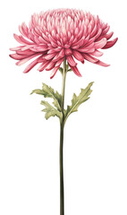Wall Mural - png pink chrysanthemum flower illustration botanical art.