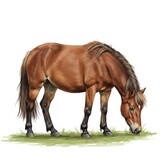 Brown Pony Grazing in Green Pasture