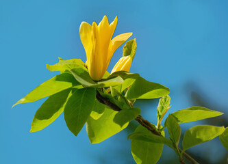 blooming yellow magnolia on a blue background