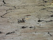 © Scenic Corner - A baby willet chick resting, needing to reach his mother for protection. Bombay Hook National Wildlife Refuge, Kent county, Delaware.