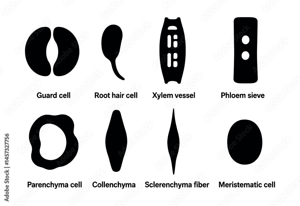 Xylem Icon เวกเตอร์ Stock Biology icons set – guard cell, root hair, xylem, phloem ...