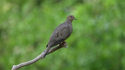 Wall Mural - A mourning dove perched on a tree branch