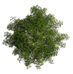 Tree top view, plan, landscape, without background,  transparent background