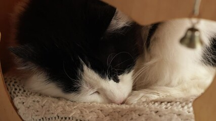 Poster - A black and white cat resting on a chair, its fur blending with the surrounding darkness
