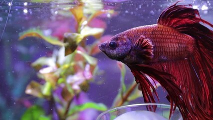 Poster - A Siam fish swimming in its natural habitat, a well-maintained aquarium with clear glass walls