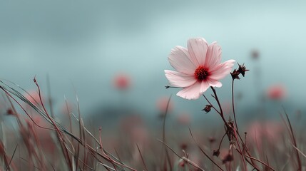 Poster - Delicate flower stands tall amidst a soft, blurred landscape of grass and other blooms.
