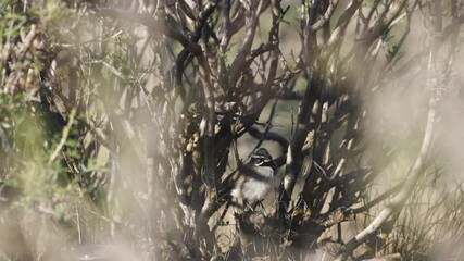 Wall Mural - Short 4k video of a Black Throated Sparrow singing from a perch in a safe spot near the base of a bush in the desert of Southern Utah USA early on a spring morning.
