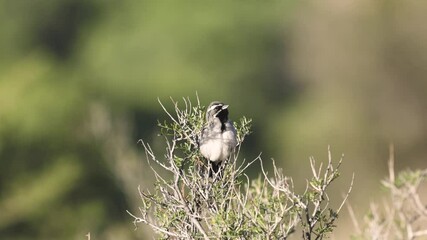 Wall Mural - A Black Throated Sparrow perches on top of a desert bush singing his territorial song in the warm light of an early morning sunrise in Southern Utah USA.