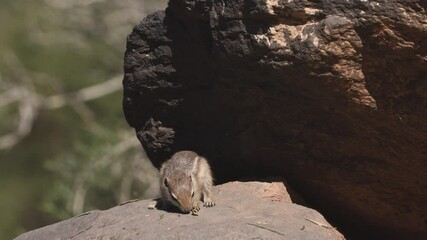 Wall Mural - 4k video of a young Harris's Antelope Squirrel sniffing at a piece of nut shell to see if there's any food left before leaving it and looking out into the desert of Southern Ut. USA.