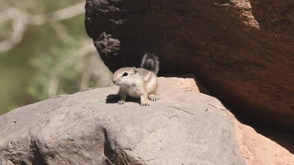 Wall Mural - A baby Antelope Squirrel stares at the camera for a few seconds while sitting on a rock in the morning sun, then looks to the left for a while before sitting up at taking notice of something. 