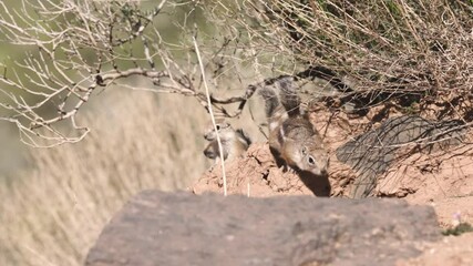 Wall Mural - A family of Antelope Squirrels rests in the morning sun under the branches of a desert bush in Southern Utah USA while the watchful mother leaves and then returns again.
