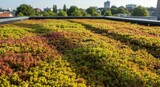 Green Rooftop Sedum Plants in Urban Setting
