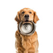 © Dara - Dog holding food bowl with his mouth, full body standing isolate on white background