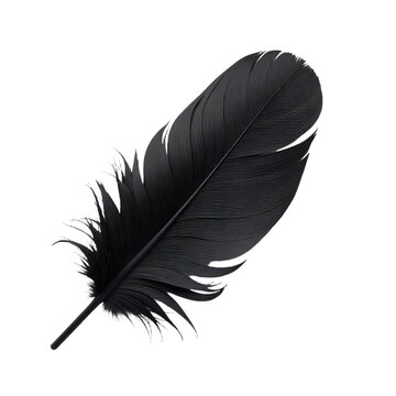 Black Feather PNG