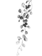 Aufkleber - Elegant eucalyptus branches with silver dollar leaves in monochrome presentation