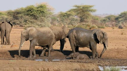 Wall Mural - african elephants (loxodonta africana) taking a mud bath, chobe national park, botswana
