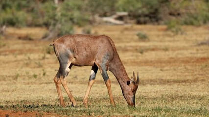 Wall Mural - a tsessebe antelope (damaliscus lunatus) walking and feeding in natural habitat, mokala national par