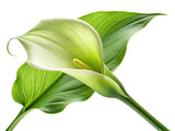 Stunning calla lily flower showcases its elegant curves and vibrant green leaves, embodying natural beauty and grace