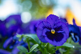kwiat, fiolet, charakter, blękit, jardin, roślin, bratek, fiolet, jary, kwiat, kwiat, flora, kwiat, makro, lato, viola, bliska, kwiatowy, bratek, beuty, feuille, zółty, barwa, irys