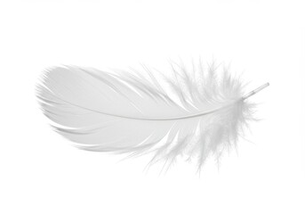 Poster - Delicate white feather isolated against a clean white background, showcasing its soft texture and airy lightness