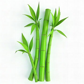Fresh Bamboo Stalks with Leaves PNG