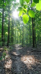 Poster - Serene forest scene with lush green trees and sunlight filtering through the canopy above