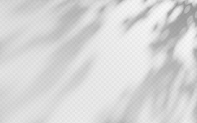 Wall Mural - abstract shadow overlay from tree branch on a transparent background.