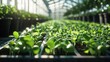© Aqeel Siddique - Growing seedlings in greenhouse for agriculture and farming with sunlight and plant propagation method