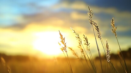 Poster - Golden hour sunset illuminates tall grass blades, creating a serene and peaceful landscape.  The sun's rays backlight the delicate seed heads, showcasing their intricate details. : Generative AI