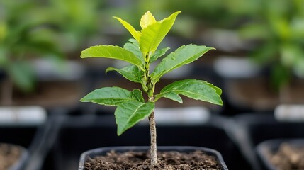Poster - A single, young plant seedling with vibrant green leaves, freshly potted in dark soil, stands tall against a blurred background of other similar plants. : Generative AI