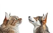© photopixelstudio - Two pets, a cat and a dog, look upwards, side-by-side, against a plain white background.  Fluffy cat on left,  dog on right with mixed coat.  Profile view