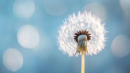 Poster - Close-up view of a dandelion seed head against a soft blue bokeh background, showcasing delicate white seeds and a brown center. : Generative AI
