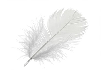 Poster - Delicate white feather with fluffy barbs isolated against a clean, bright white background for design element