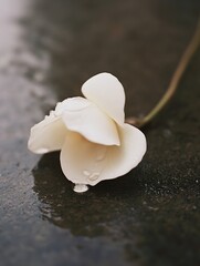Poster - Single white flower with dew drops rests on dark, wet ground, reflecting light; serene, minimalist nature scene. : Generative AI