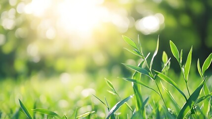 Poster - Close-up view of vibrant green grass blades illuminated by sunlight, creating a bokeh effect in the background.  The scene evokes feelings of freshness and serenity. : Generative AI