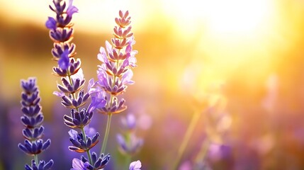 Poster - Close-up view of lavender flowers bathed in warm sunset light, showcasing delicate purple blossoms and soft bokeh background. : Generative AI