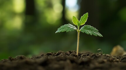 Aufkleber - A single, vibrant green seedling emerges from dark soil, bathed in soft sunlight, against a blurred forest backdrop.  The delicate leaves and slender stem showcase the beauty of new li : Generative AI